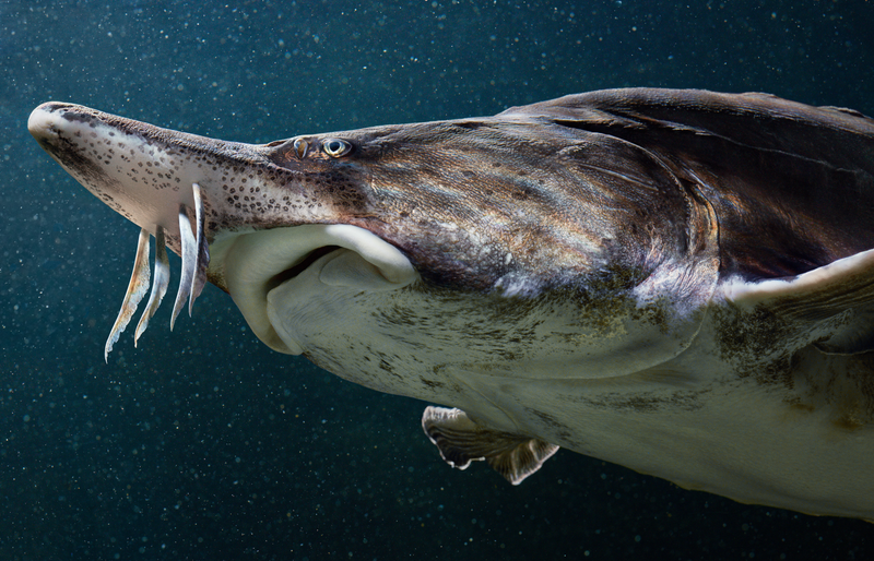 Image: Tim Flach